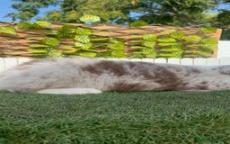 Border Collie perros en venta: BORDER COLLIE CHOCOMERLE - Imagen 21