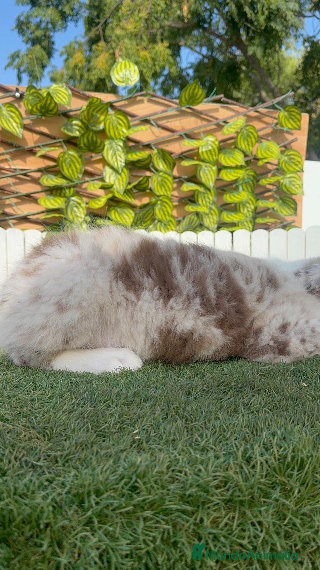Border Collie perros en venta: BORDER COLLIE CHOCOMERLE - Imagen 21