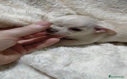 Chihuahua perros en venta: Impresionantes chihuahuas toy hembras - Anuncio 8