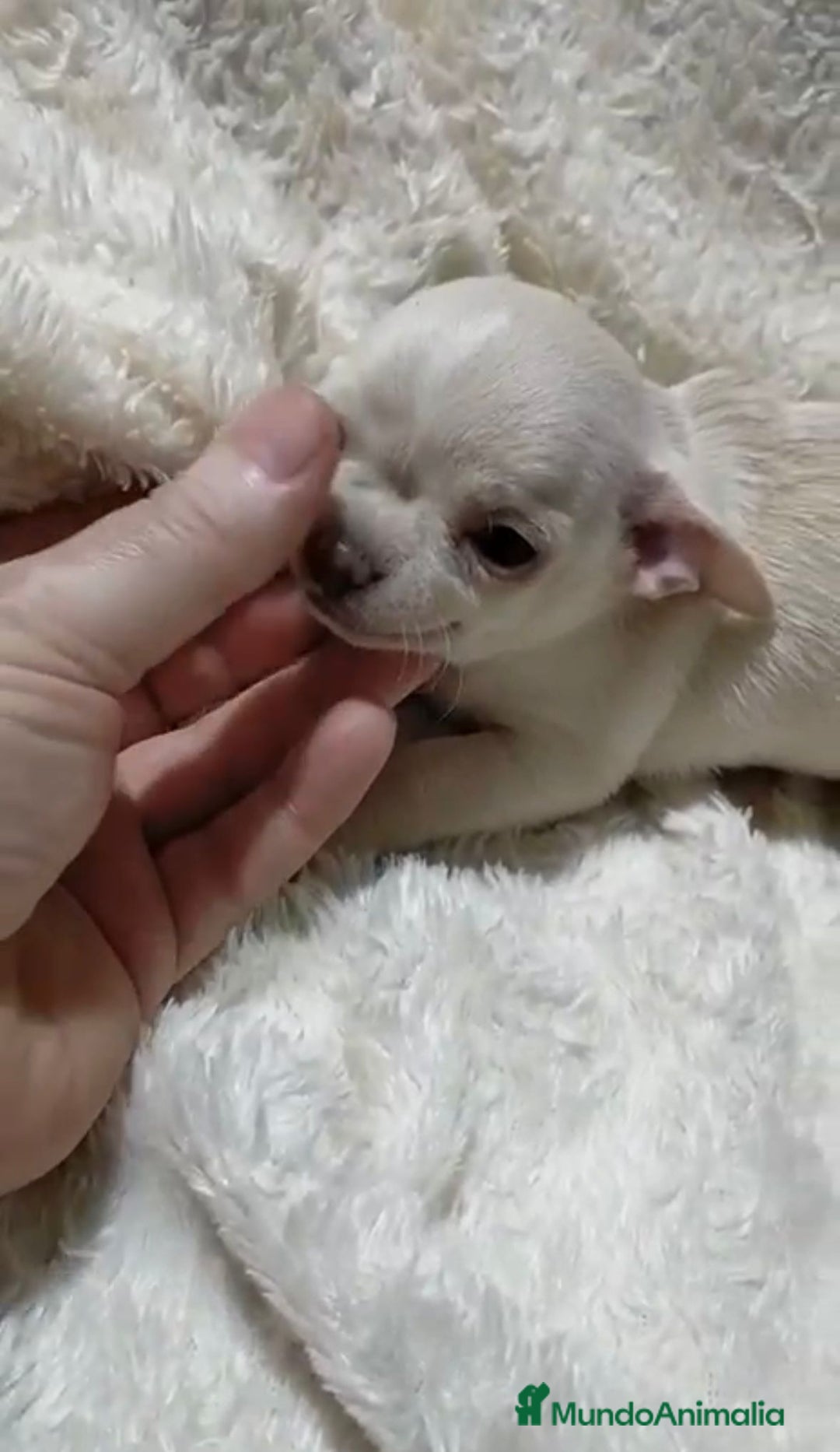 Chihuahua perros en venta: Impresionantes chihuahuas toy hembras - Anuncio 8