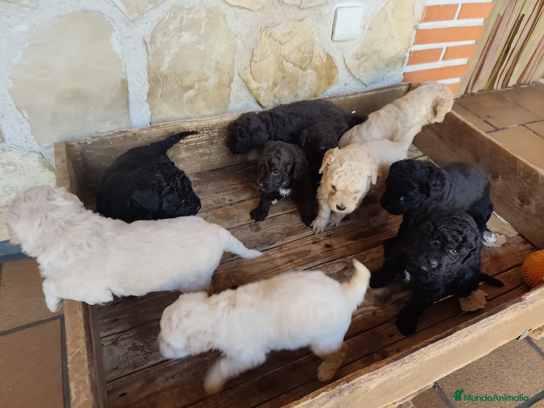 Perro de Agua Español perros en venta: Perrita de aguas negra azabache en Madrid - Anuncio 4