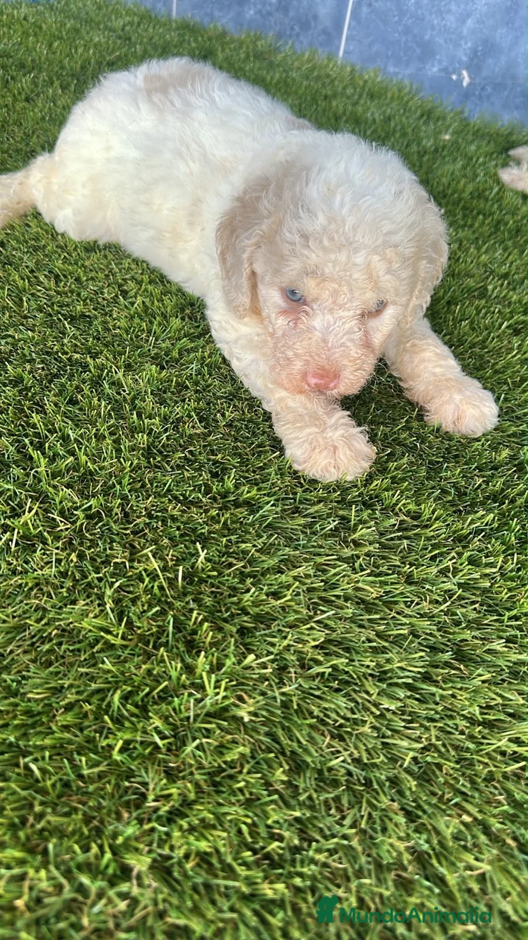 Perro de Agua Español perros en venta: Cachorros perro de agua español  - Anuncio 4
