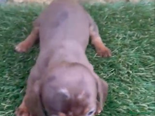 Teckel perros Teckel Mini - Anuncio 20