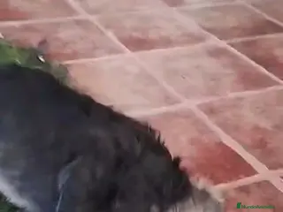 Schnauzer Mediano perros Último macho esnauzer disponible - Anuncio 36