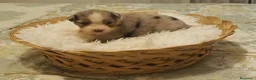 Pastor Australiano perros en venta: Excelente camada de Pastor Australiano  - Anuncio 21