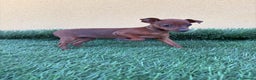 Pinscher Miniatura perros en venta: Pinscher miniatura o mini pinscher toy hembra  - Anuncio 10