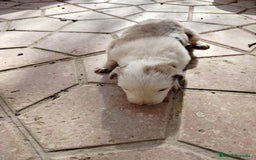 Border Collie perros en venta: Border Collie merle - Imagen 2