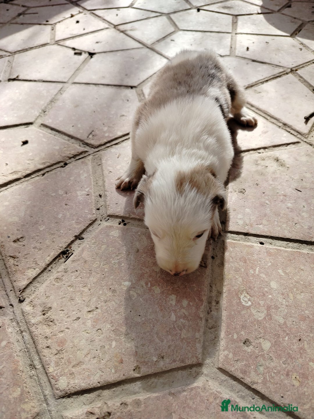 Border Collie perros en venta: Border Collie merle - Imagen 2