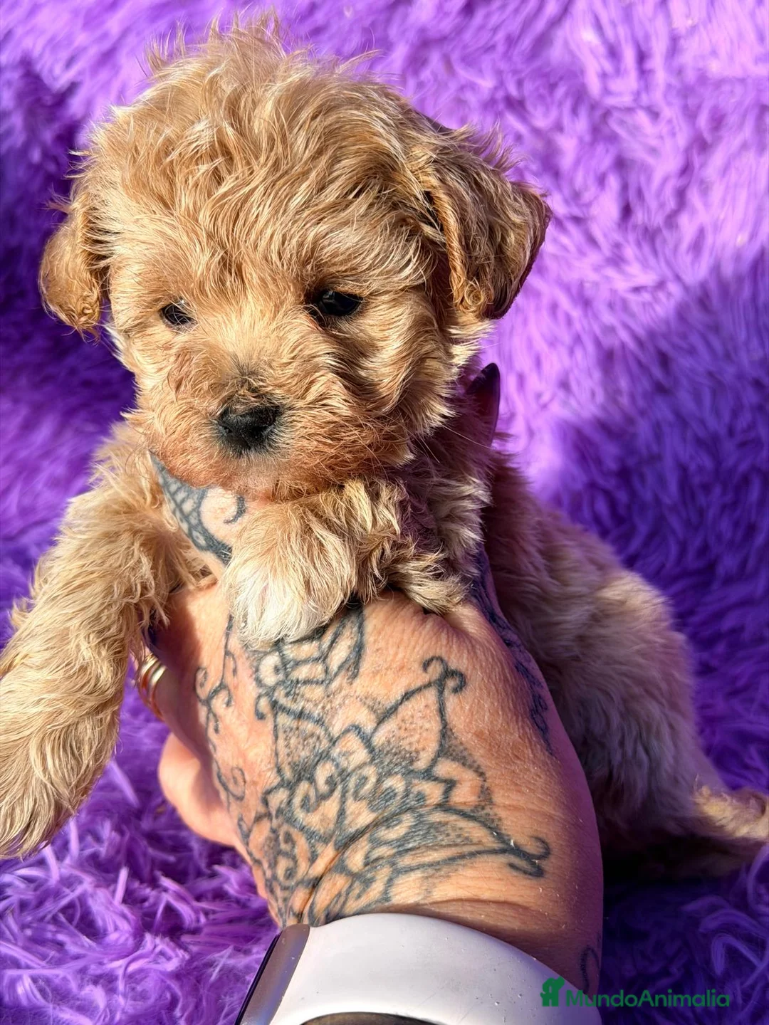 Maltipoo perros en venta: MALTIPOO TOY DISPONIBLES - Anuncio 3