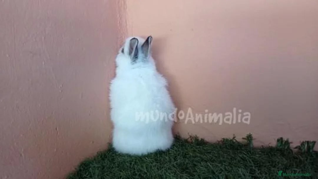 Imagen de galería {{count}}