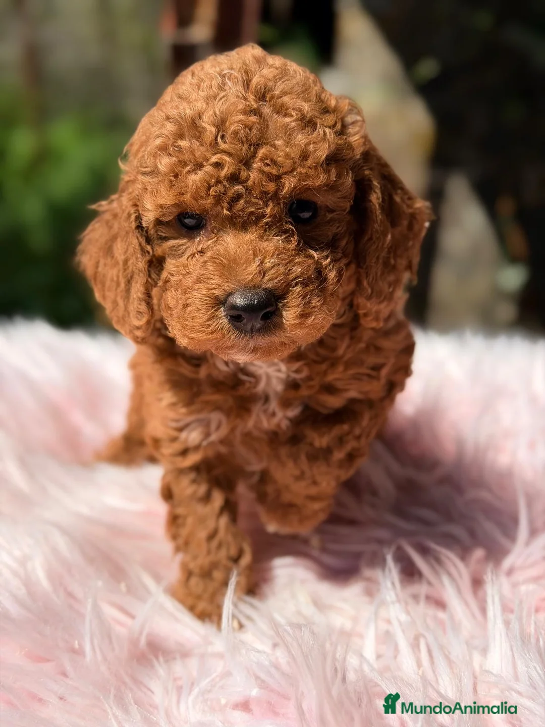 Caniche Toy perros en venta: CANICHE TOY ROJO INT - Anuncio 1