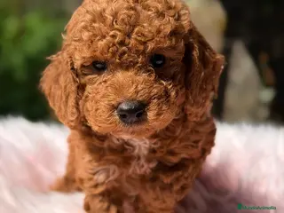 Caniche Toy perros CANICHE TOY ROJO INT - Anuncio 1