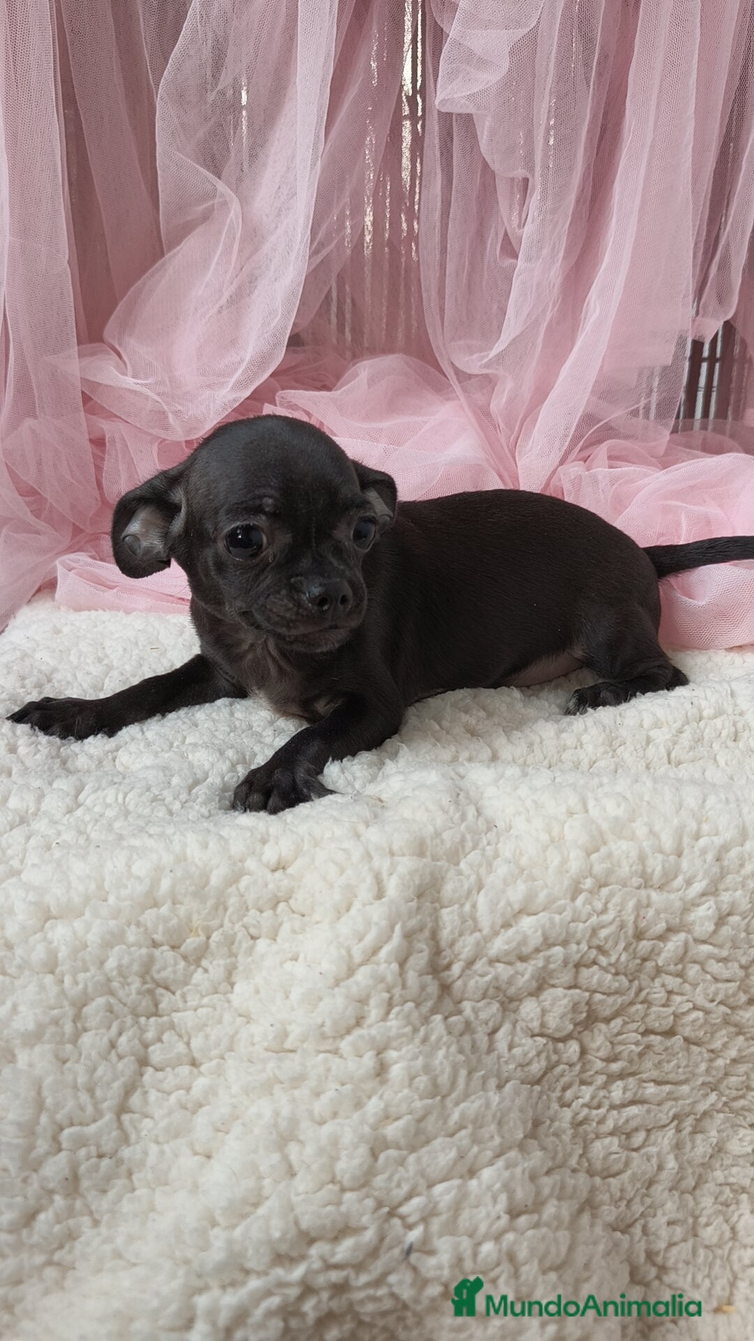 Chihuahua perros en venta: Chihuahua disponible  - Imagen 2