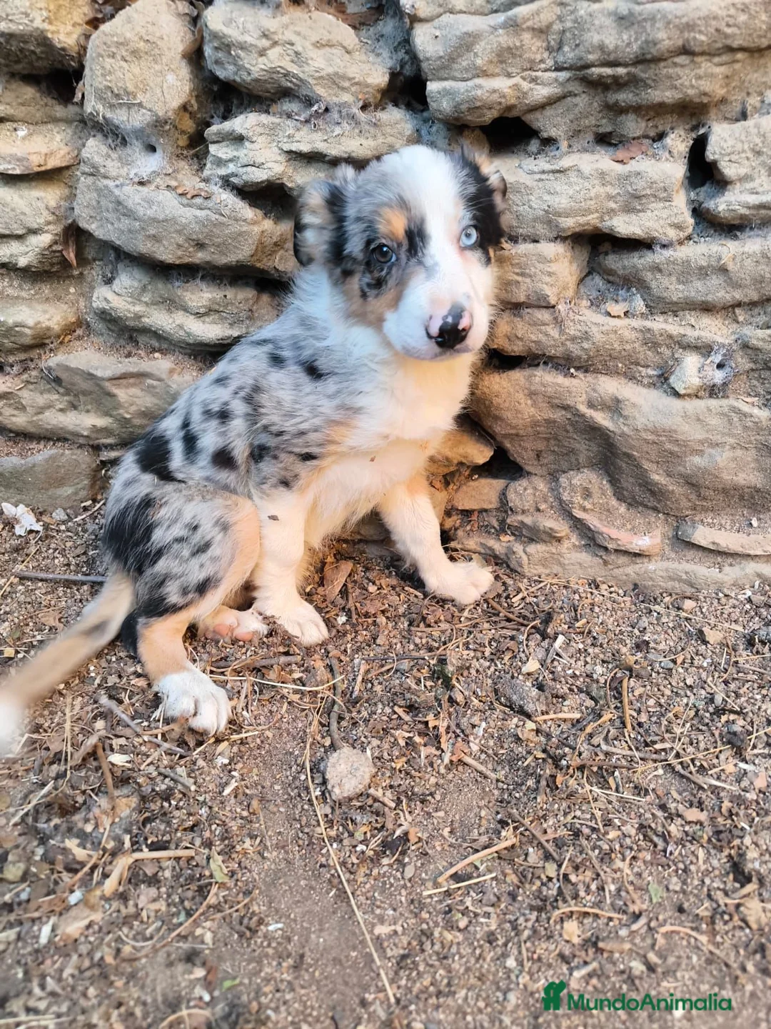 Border Collie perros en venta: Último cachorro border collie! - Anuncio 2