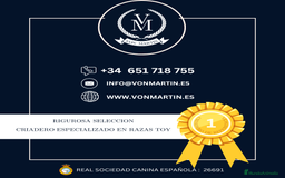 Maltipoo perros en venta: Maltipoo Mini Toy en Madrid - Imagen 3