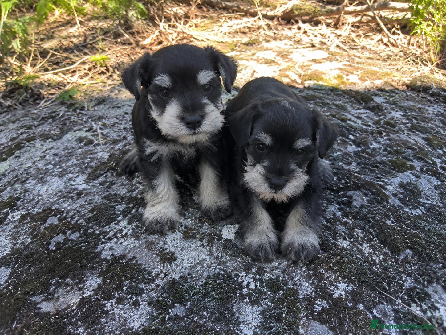 Schnauzer Miniatura perros en venta: Schnauzer minis - Anuncio 2