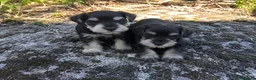 Schnauzer Miniatura perros en venta: Schnauzer minis - Anuncio 1