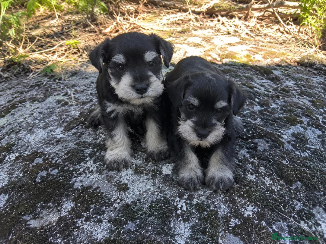 Schnauzer Miniatura perros en venta: Schnauzer minis - Anuncio 1