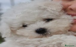Bichón Frisé perros en venta: Bichon Frise - Imagen 1