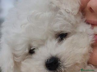 Bichón Frisé perros - Anuncio 23