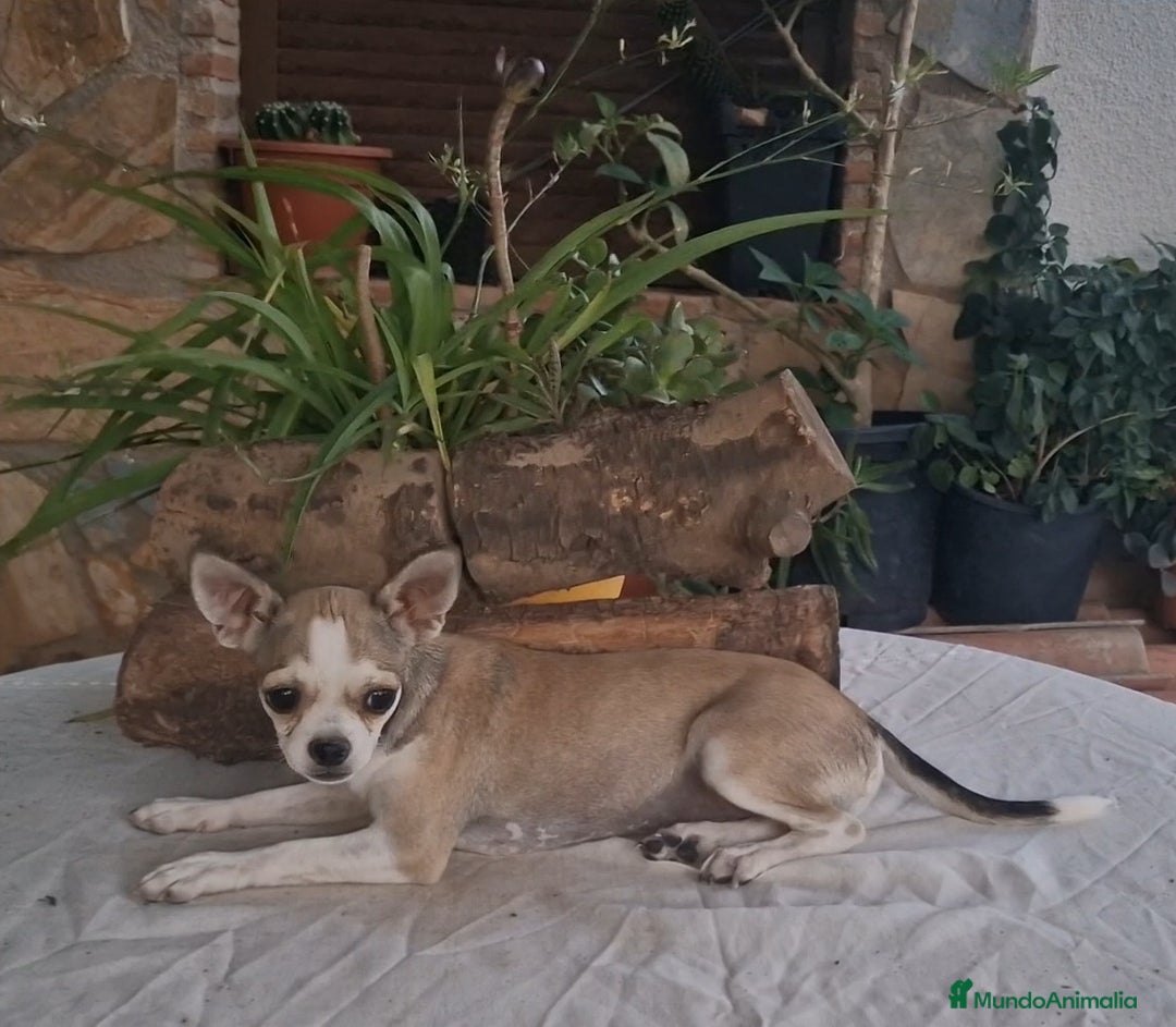 Chihuahua perros en venta: Chihuahua en adopción  - Imagen 3