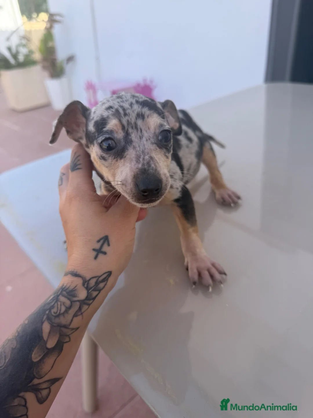 Pinscher Miniatura perros en venta: Mini pincher hembras Merle’s  - Anuncio 2