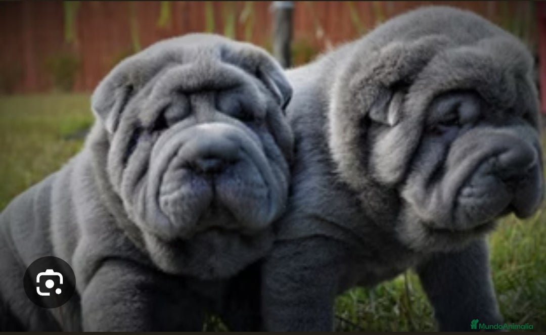 Shar Pei perros en venta: Minipeis americanos exóticos blues - Imagen 2