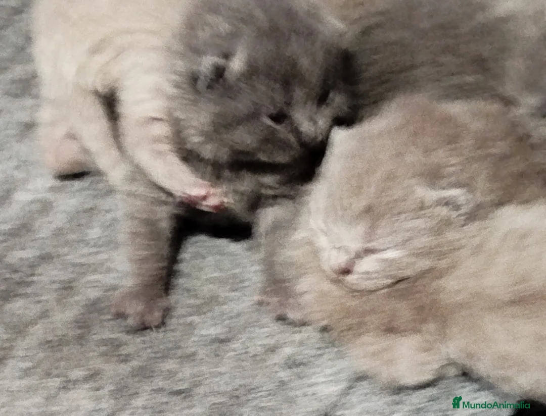 Británico de Pelo Corto gatos en venta: British Shorthair azules y lilac - Anuncio 4