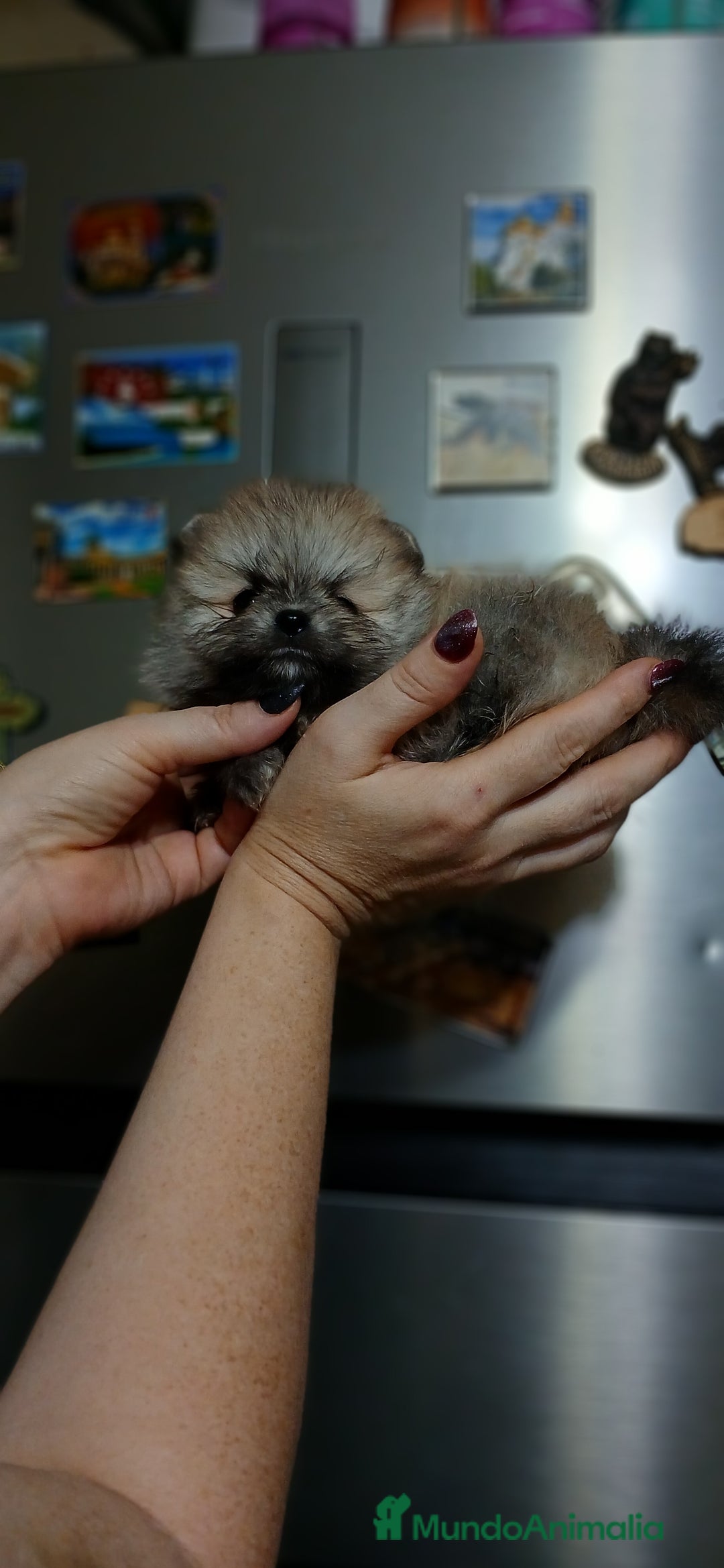 Pomerania perros en venta: Hembritas de pomerania línea rusa y coreana  - Imagen 1