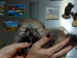 Pomerania perros - Anuncio 1