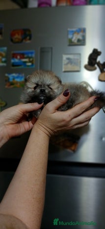 Pomerania perros - Anuncio 2