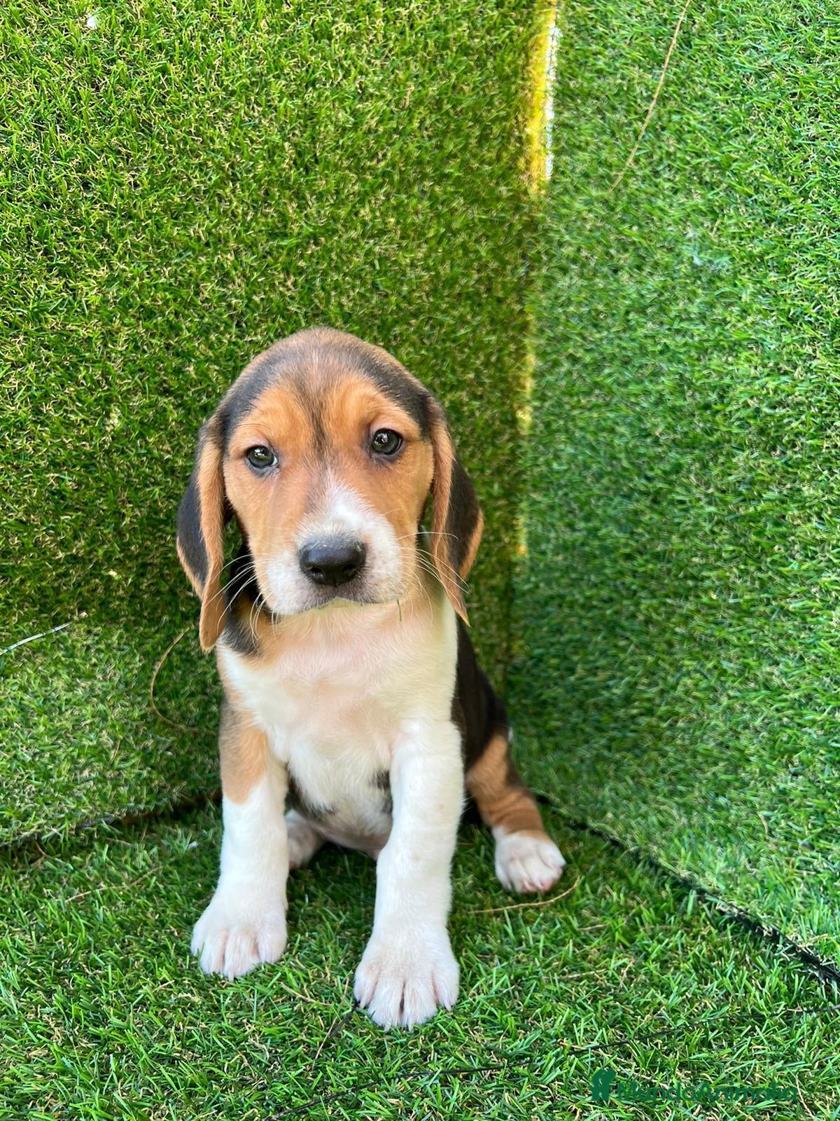 Beagle perros BEAGLE MONERIAS!!!!!!!!!!! en Badajoz - Anuncio 6