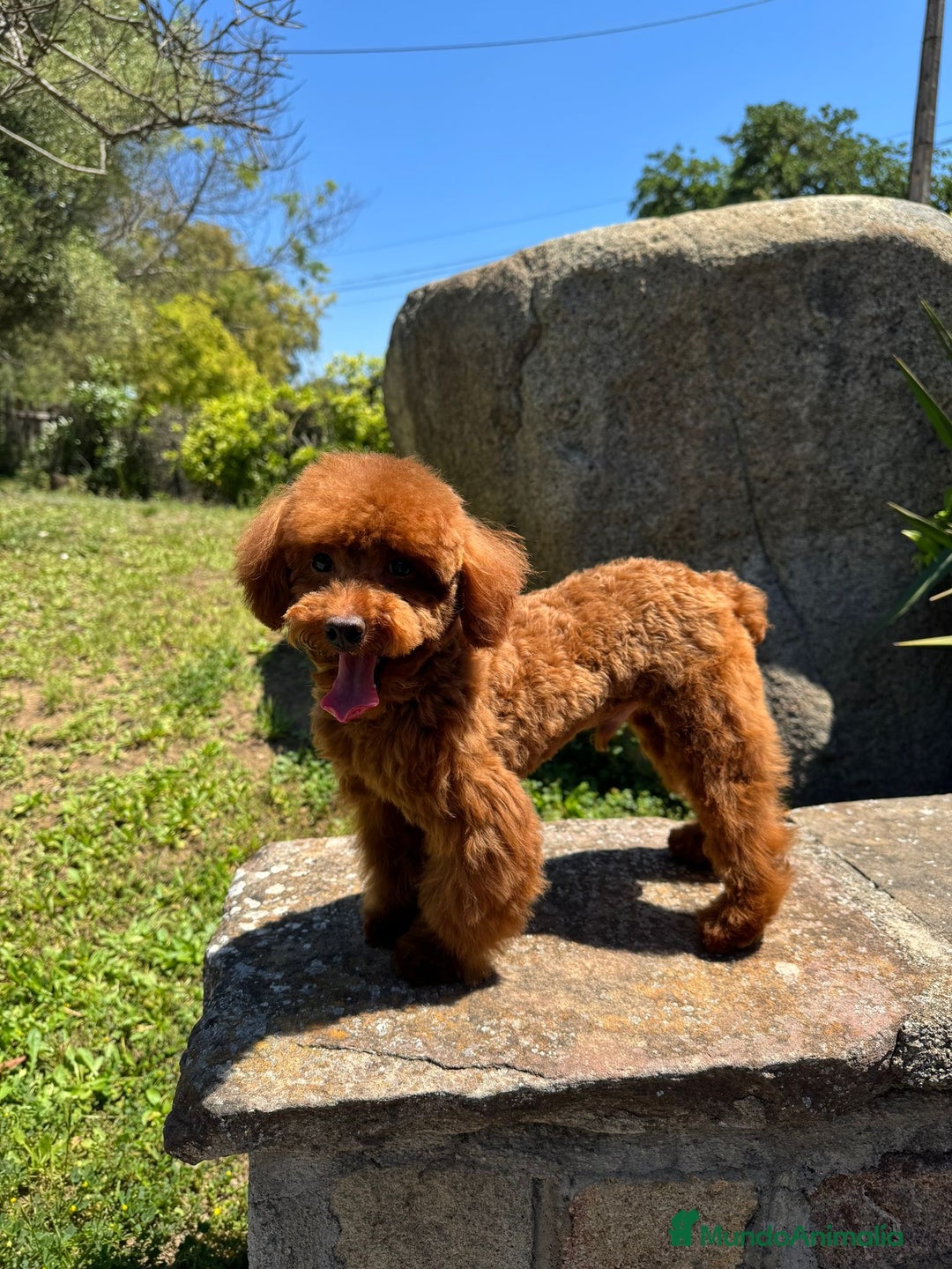 Caniche Toy perros en venta: Recién nacidos Caniche Toy rojos - Imagen 2