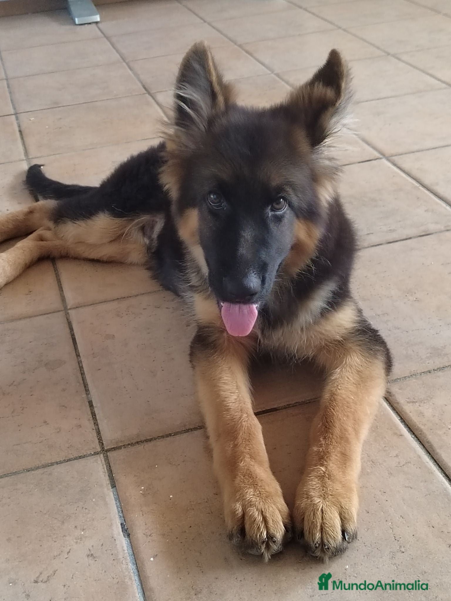 Pastor Alemán perros Último Cach0rro de Pastor Alemán  - Anuncio 1