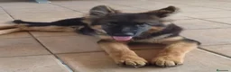 Pastor Alemán perros en venta: Último Cach0rro de Pastor Alemán  - Anuncio 2