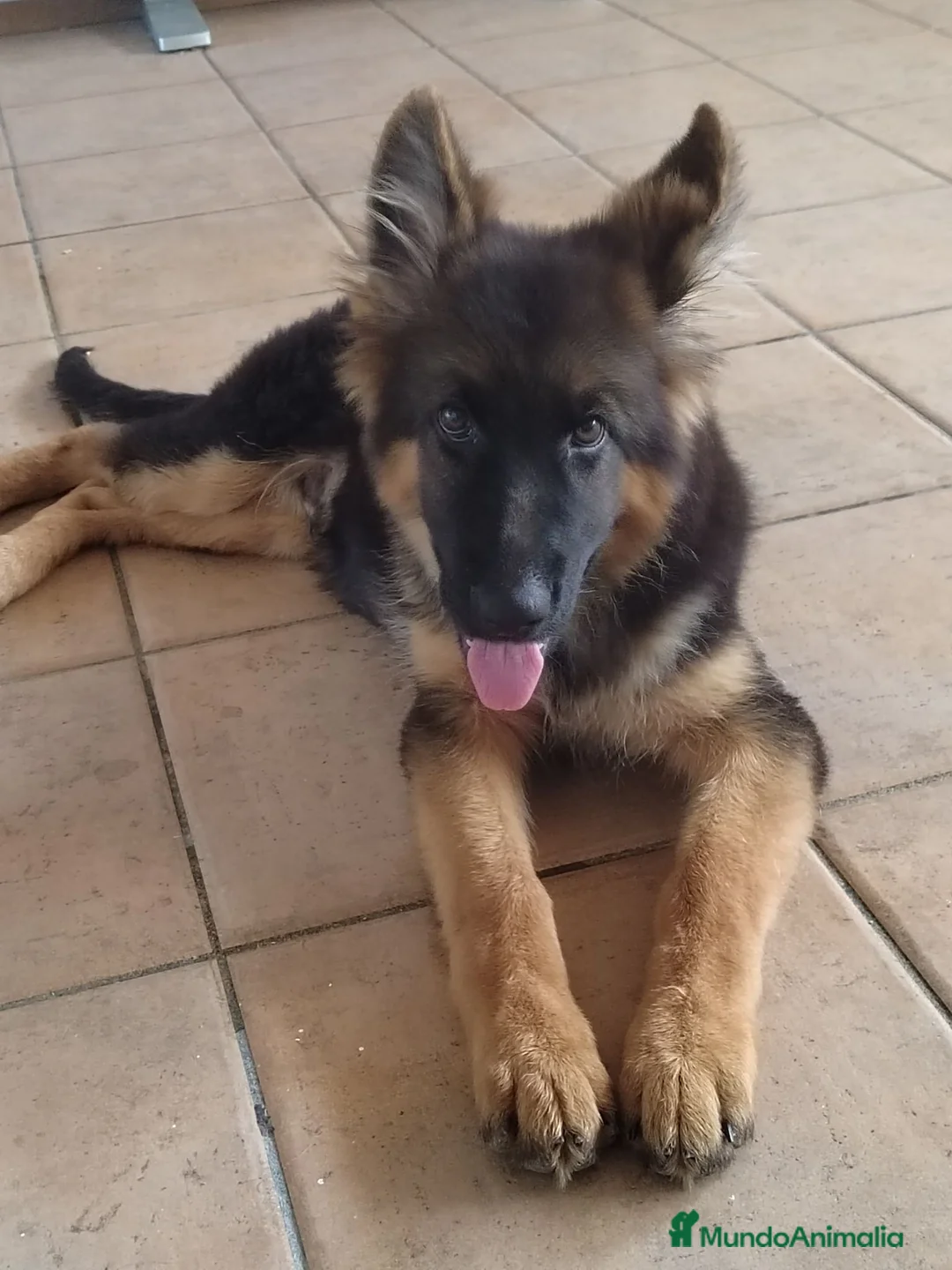 Pastor Alemán perros en venta: Último Cach0rro de Pastor Alemán  - Anuncio 2