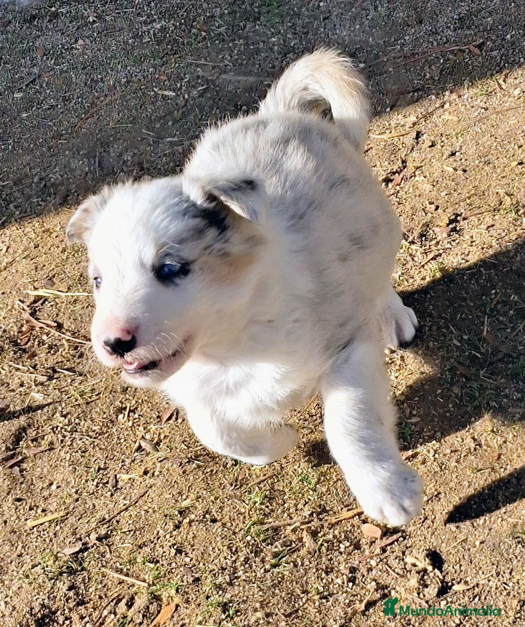 Border Collie perros en venta: Boder collie Getafe  - Anuncio 9