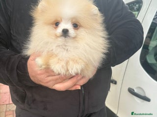 Pomerania perros ‼️POMERANIAS AMERICANOS TAMAÑO TOY - Anuncio 2