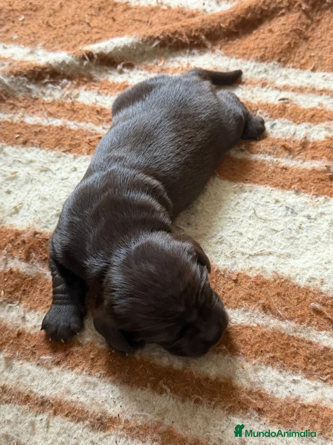 Labrador Retriever perros en venta: Labrador Retriever  - Anuncio 2