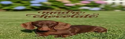 Teckel Miniatura perros en venta: Teckel miniatura arlequines  - Anuncio 7