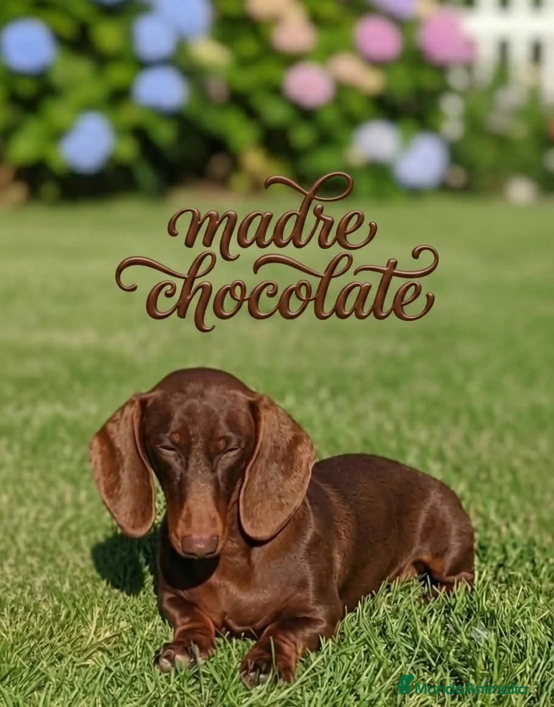 Teckel Miniatura perros en venta: Teckel miniatura arlequines  - Anuncio 7