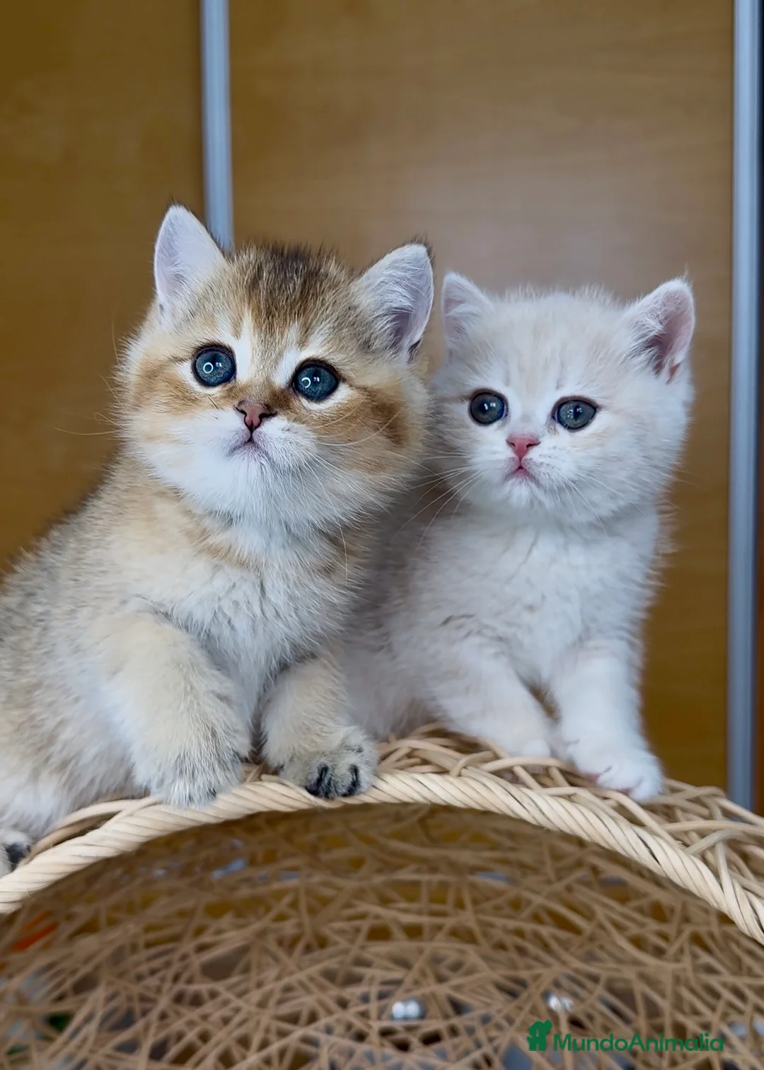 Británico de Pelo Corto gatos en venta: ✨ Últimos dos hermanitos disponibles ✨ - Anuncio 3