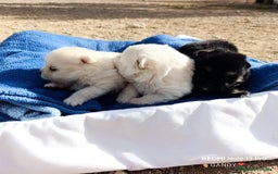 Pomerania perros en venta: PRECIOSA CAMADA DE POMERANIA - Anuncio 2