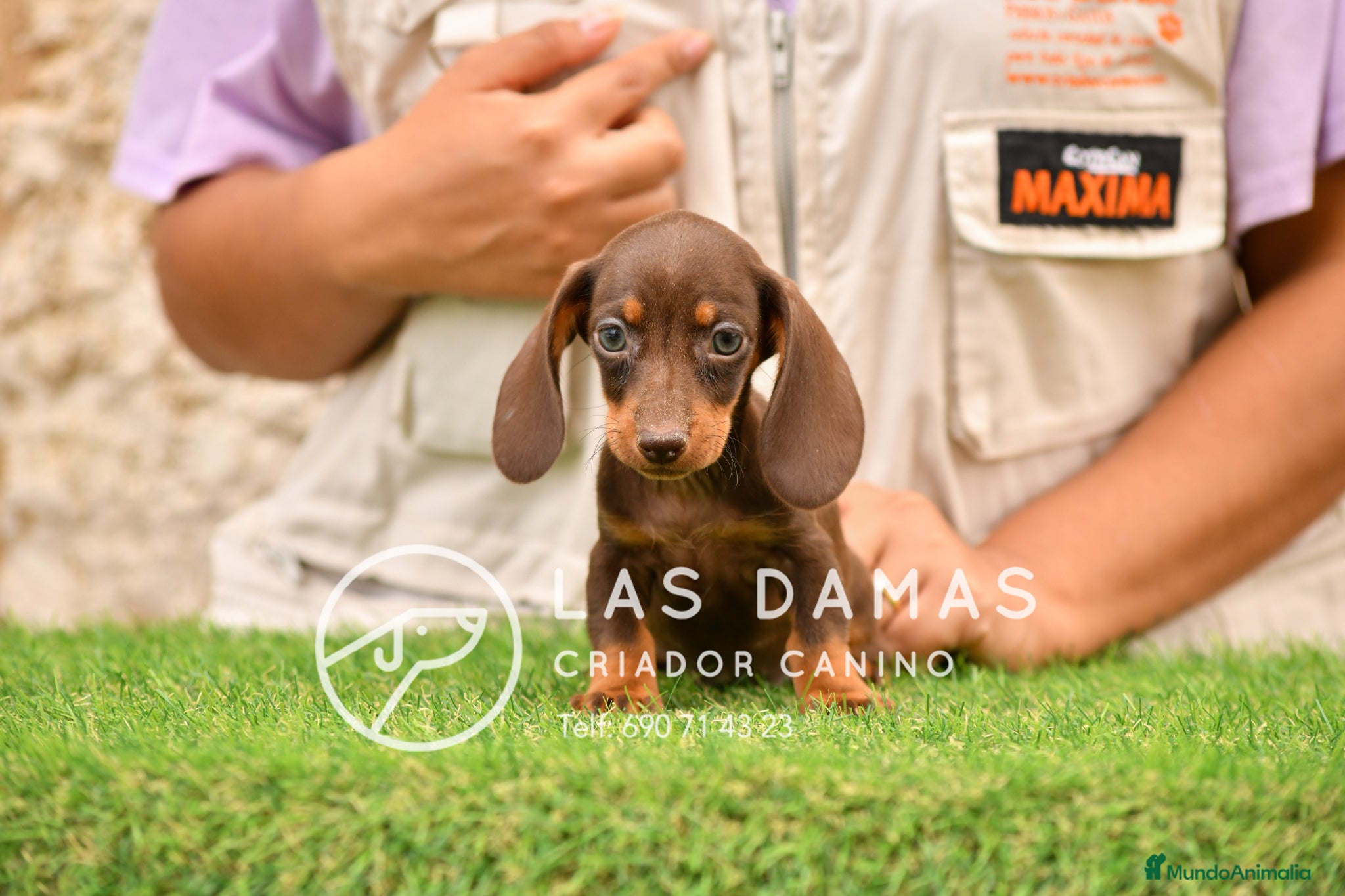 Teckel perros en venta: Teckel próxima camada.  - Anuncio 6