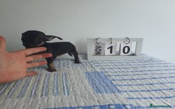 Chihuahua perros en venta: Chihuahua miniatura  - Imagen 4