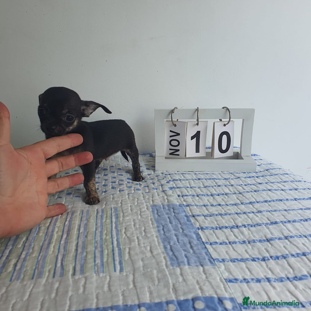 Chihuahua perros en venta: Chihuahua miniatura  - Imagen 4