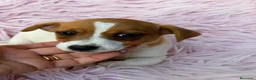 Jack Russell Terrier perros en venta: JACK RUSSELL  - Anuncio 4