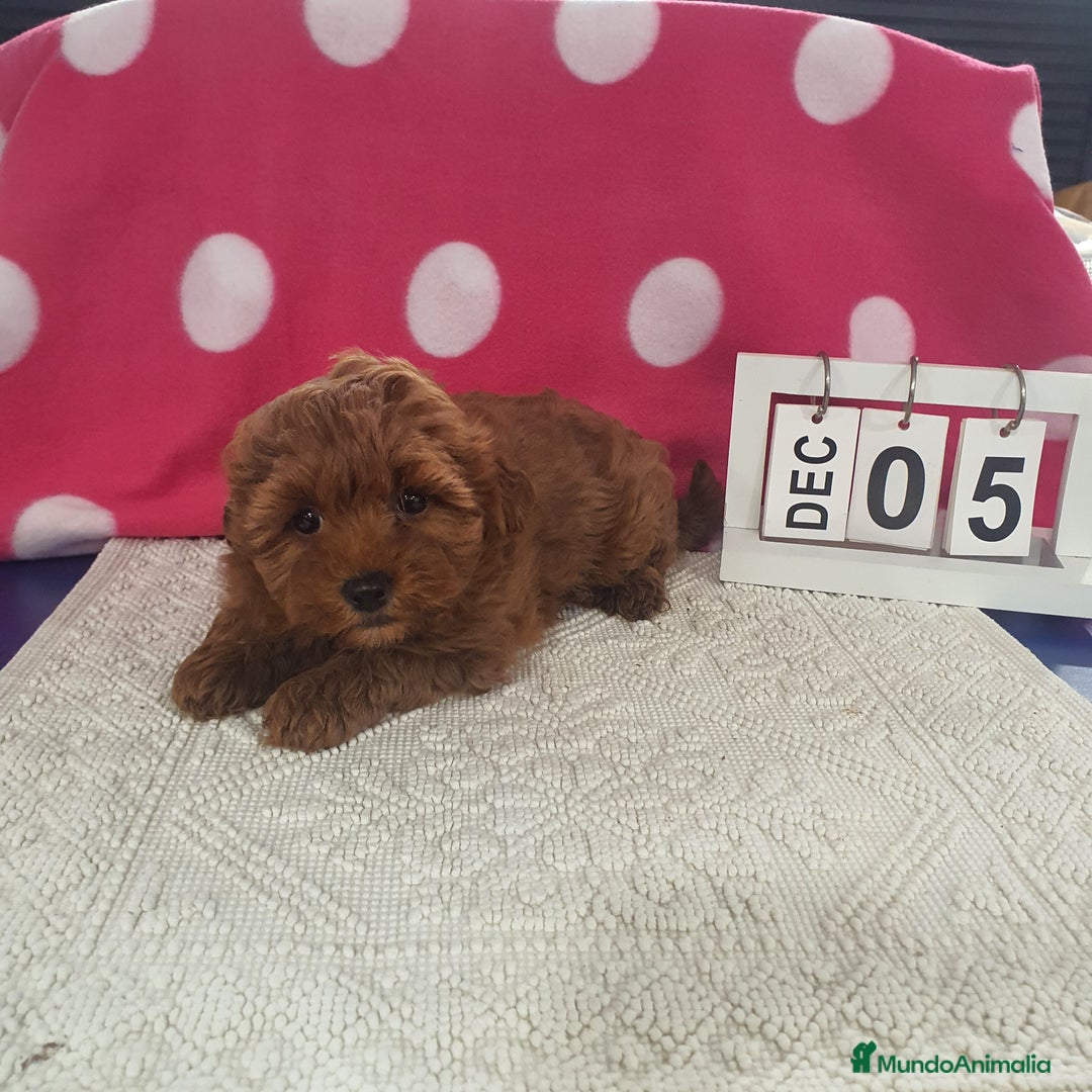Maltipoo perros en venta: Maltipoo calidad - Anuncio 2