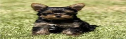 Yorkshire Terrier perros en venta: Yorkshire mini - Anuncio 2