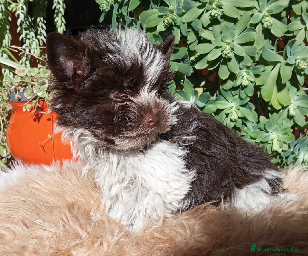 Yorkshire Terrier perros en venta: Cachorro Yorkshire chocolate Mini - Anuncio 2